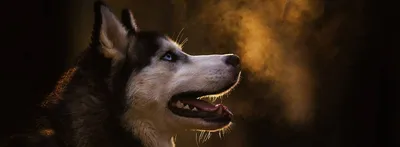 Собаки Хаски (Husky) | обои, картинки на рабочий стол