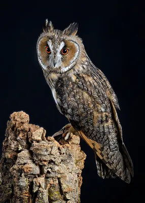 Картинки сова Птицы long-eared owl животное на черном фоне