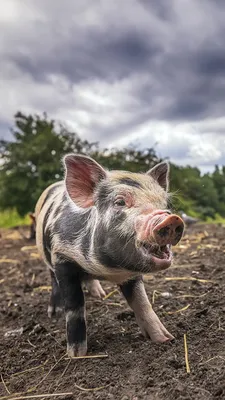 Image Domestic pig Soil Animals 1080x1920