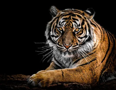 Image tiger Grass Animals 640x960