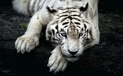 wallpapers tree tigers｜TikTok Search