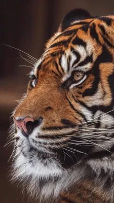 Wallpaper Tiger, snarling, eyes, fur, Animals #880 - Page 4