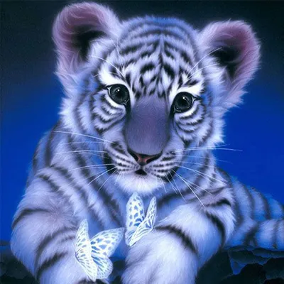 Wallpaper Tiger, water, cute animals, Animals #4663