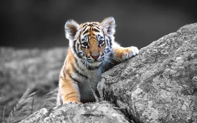 Скачать обои тигр, животные, тигренок, дикие кошки, tiger разрешение  2560x1440 #129158