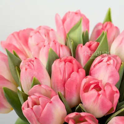 Скачать обои beautiful, розовые, fresh, белые, pink, white, тюльпаны,  tulips, букет, spring, flowers, цветы, раздел цветы в раз… | Тюльпаны, Розовые  тюльпаны, Цветы