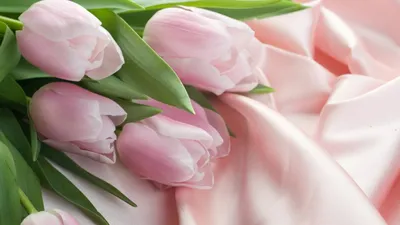 Image Tulips Pink color Fields Flowers Many 640x960