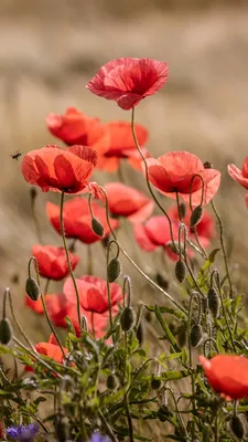 Фото Размытый фон Маки цветок 1080x1920