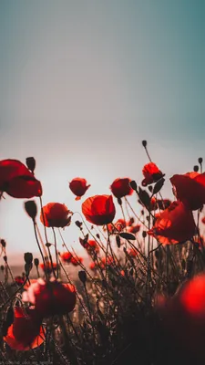 Poppy red sky sunset flower wallpaper for phone | Flowers photography  wallpaper, Photography wallpaper, Flowers photography