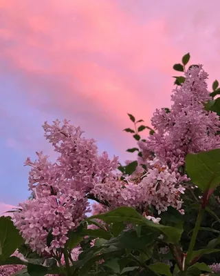 Лето. Эстетика. Сирень. Обои на телефон. | Lilac bushes, Nature  photography, Flower aesthetic