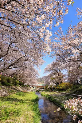 Pictures Tokyo Japan Spring Nature Parks Flowering trees 640x960