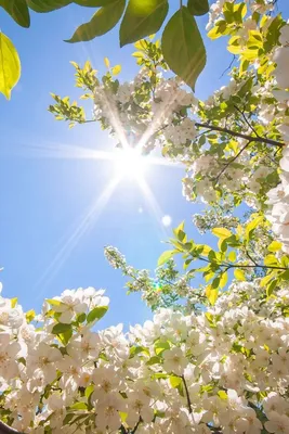 frühlingsbilder - Google-Suche | Hello spring wallpaper, Spring wallpaper,  Beautiful nature wallpaper