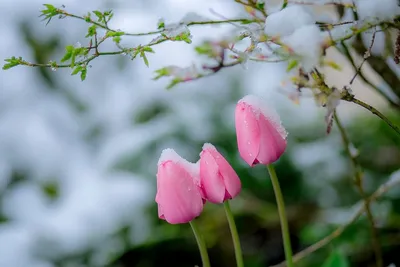 Тюльпаны 🌷 | 🌸Обои, картинки на телефон💮 | Дзен