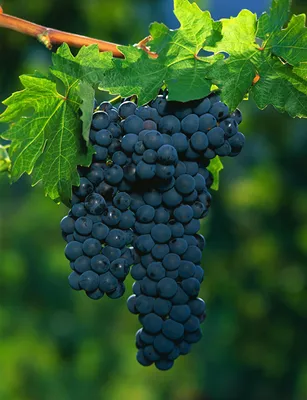 Picture Leaf Blue Grapes Food Branches