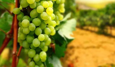 Купить Вино из винограда Треббиано Тоскано (Trebbiano Toscano)