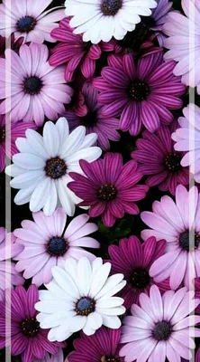 Обои для айфон картинки на телефон андроид фоны | Flower backgrounds,  Flower background wallpaper, Flower wallpaper