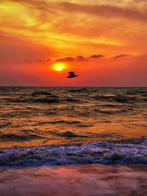 Wallpaper bird Sea Nature Waves sunrise and sunset 600x800