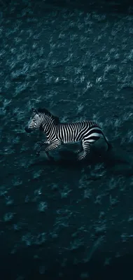 Wallpaper Water, Zebra, Liquid, Fluid, Marine Biology, Background -  Download Free Image