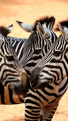 Wallpaper Zebra, couple, cute animals, Animals #4880