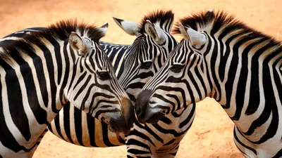 Wallpaper Zebra, couple, cute animals, Animals #4880