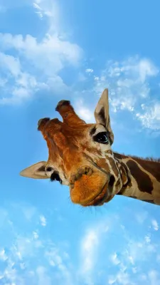 iPhone wallpapers обои | Animal wallpaper, Cute giraffe, Animals beautiful