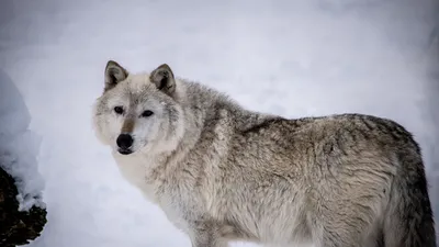 Живые обои - The Wolf