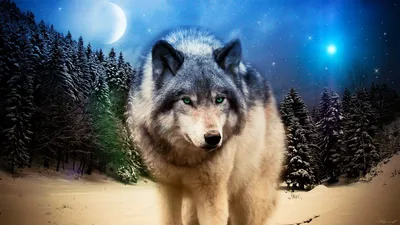 Фиолетовый глаз волка» | Wolf painting, Wolf wallpaper, Wolf love