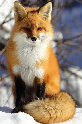 Picture Foxes Winter Snow Animals 640x960