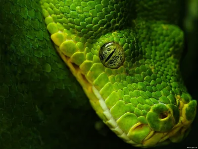 Обои на телефон | Snake wallpaper, Pretty snakes, Snake photos