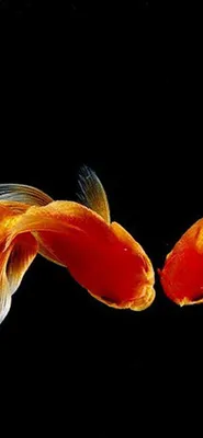 AMOLED Animal Wallpaper | Betta fish, Betta fish types, Fish wallpaper