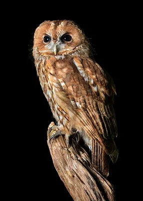 Фото сова Птицы tawny owl Взгляд Животные Черный фон