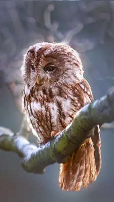 Images owl Birds Branches Animals 1080x1920