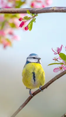 Yellow and blue titmouse sitting on a small blossoming branch - Mobile Abyss