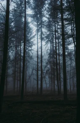 Mobile wallpaper: Trees, Fog, Nature, Forest, Dusk, Twilight, 145141  download the picture for free.