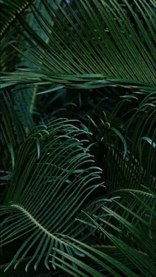 Обои wallpaper iPhone | Green nature, Plant wallpaper, Plants