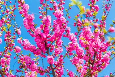 Обои весна, butterflies, цветение, flowers, pink, blossom, spring, sky,  blue на рабочий стол