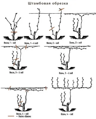 Обрезка винограда весной - сроки и техника проведения, инструкция