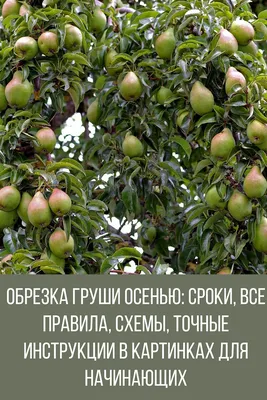 Обрезка груши осенью: сроки, все правила, схемы, точные инструкции в  картинках для начинающих | Гладиолусы, Груша, Осень