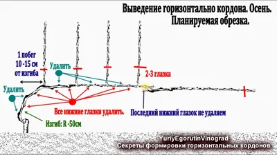 Обрезка винограда осенью для начинающих: первый, второй, третий год. -  YouTube