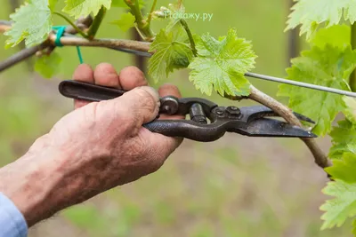 Всё про виноград