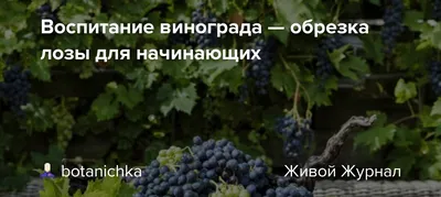 Обрезка винограда пошагово для начинающих: как правильно обрезать и уход