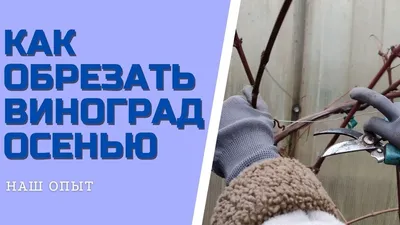 Обрезка винограда осенью: 1, 2, 3 года: схема для начинающих