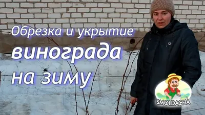 Укрытие винограда на зиму и правильная обрезка кустов кустов