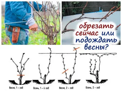 Как правильно обрезать виноградную лозу чтобы был хороший урожай | Грядки в  порядке | Дзен