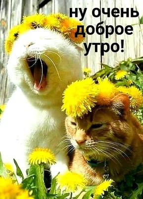 Весеннее 🍃🌞🌿 Утро доброе! | Good morning greetings, Animals, Good  morning photos