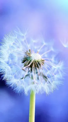 Одуванчик | Iphone wallpaper, Galaxy wallpaper, Dandelion wallpaper