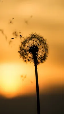 Download \"Dandelion\" wallpapers for mobile phone, free \"Dandelion\" HD  pictures