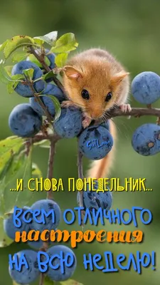 Вы готовы? А вот он я - ПоНедельник! НеНастоящий! | Марина Ника. Возможно  Все ! | Дзен