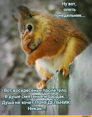 Опять понедельник...😿😿 Не забывайте, пожалуйста что сегодня выходной,  котопëсики отдыхают. Ждём гостей со ВТ - ВС с 12-22 ч. | Instagram