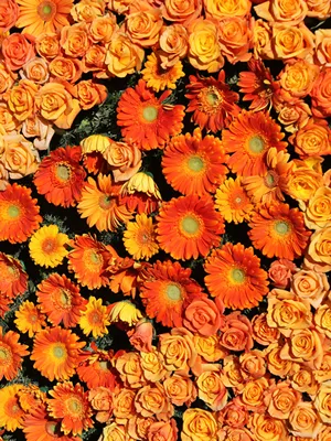 Desktop Wallpapers Texture Roses Orange gerbera flower Many 600x800