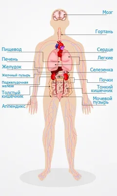 Органы человека картинка